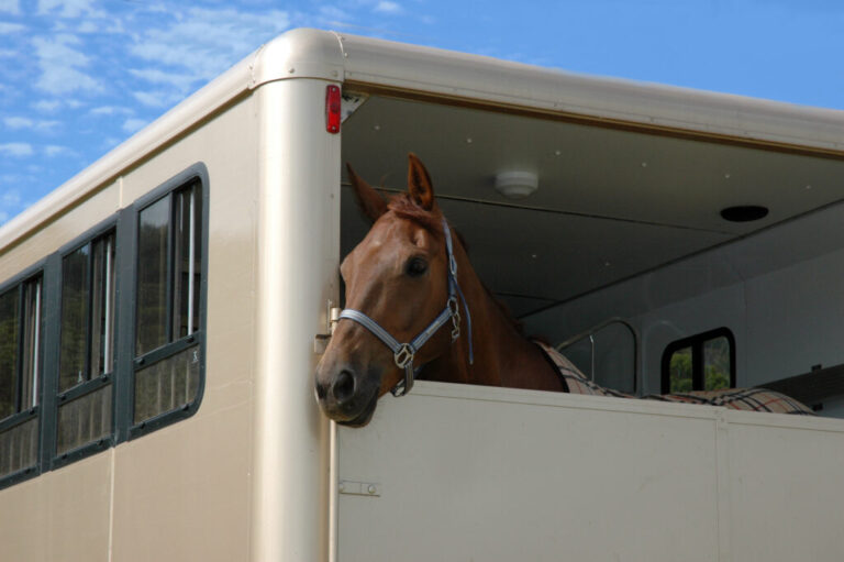 horse-riding-in-trailer-1024x681