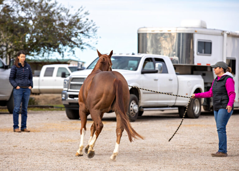 Equine Lameness Check