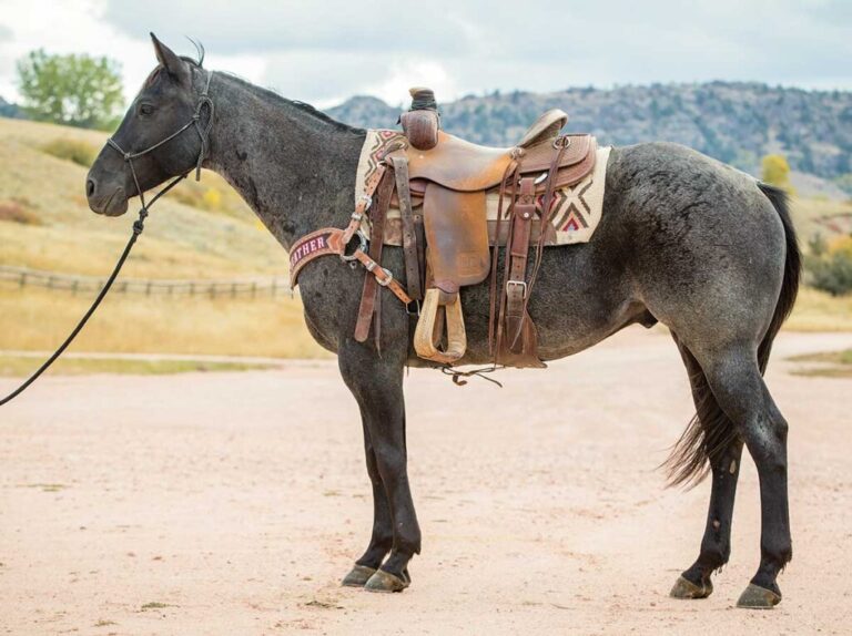 ranchhorse-hr180700-02-1024x765-1